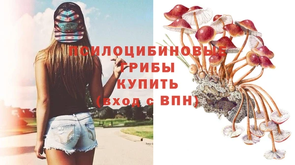 apvp Алзамай